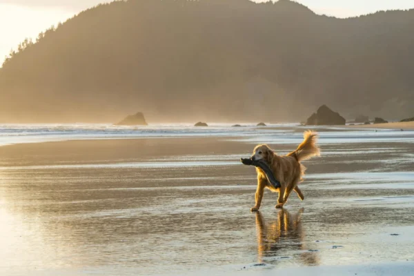 Island Tide Veterinary Hospital