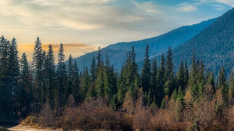 Little Bear Garden View B&B