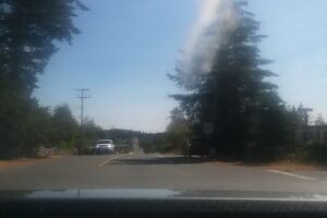 Shamrock Veterinary Clinic